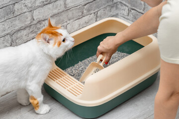 Cat Litter